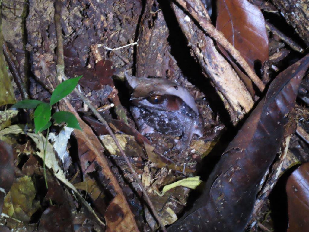 frog15