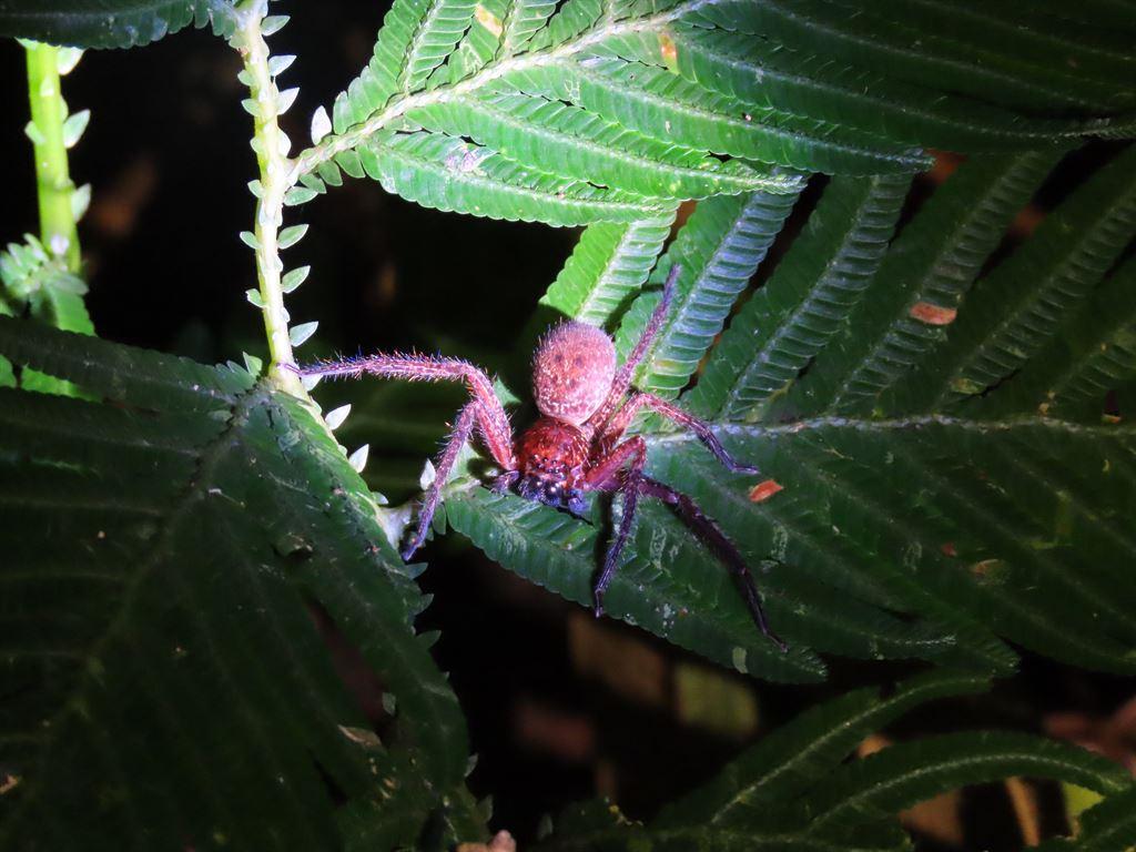 spider6