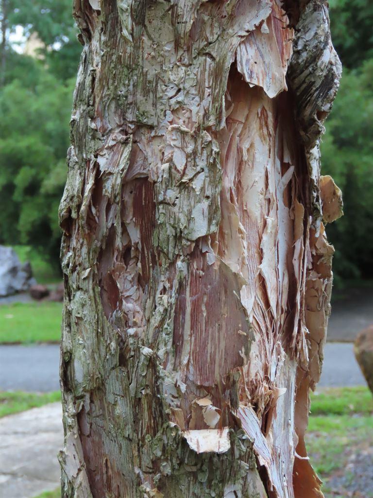 peelingbark