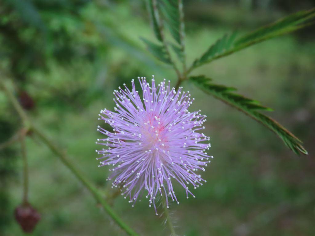 purpleflower