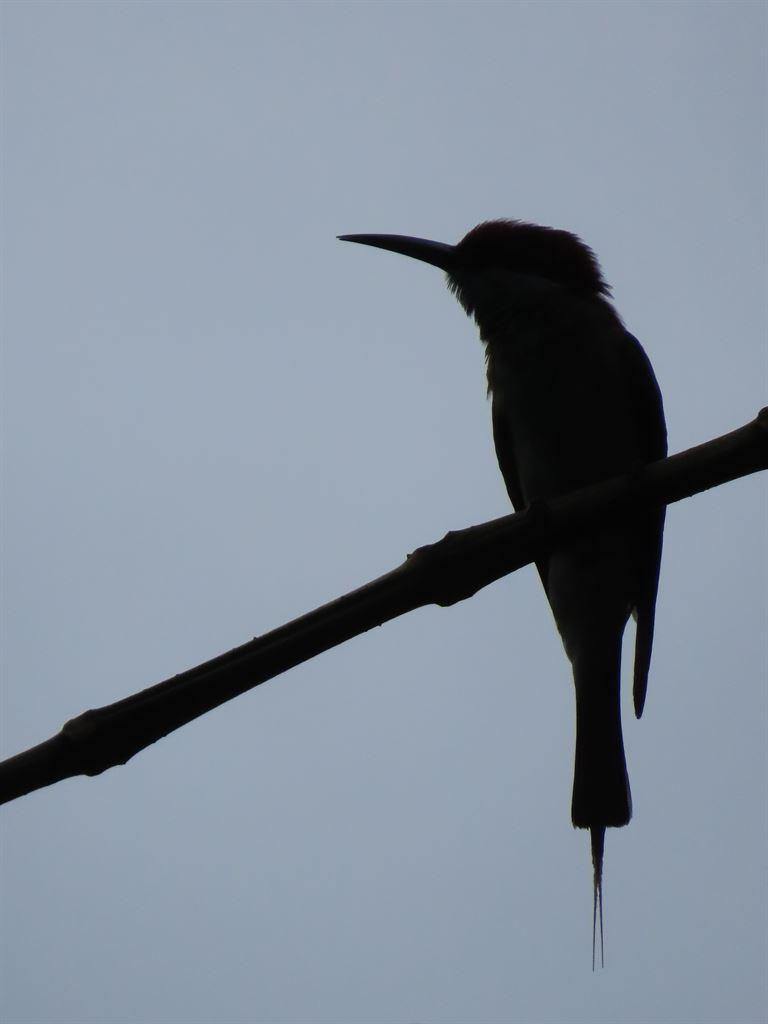 birdsilhouette