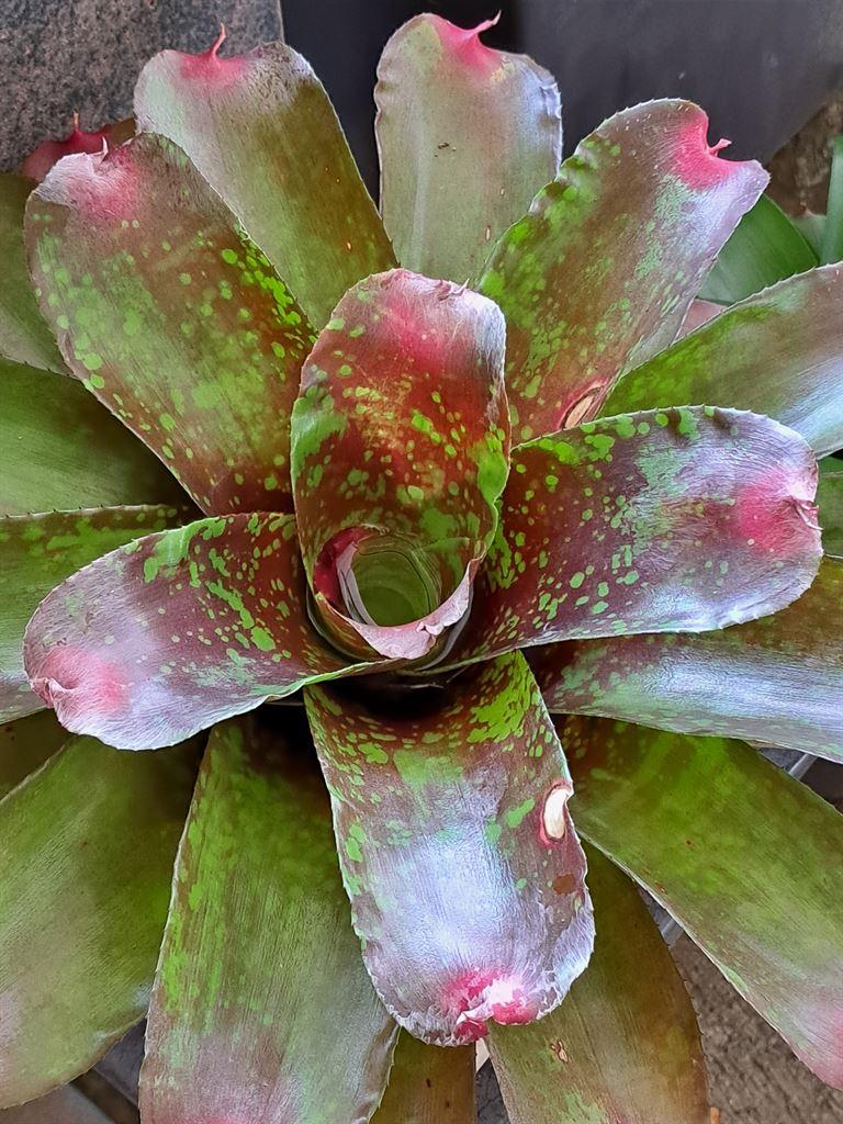 plants2