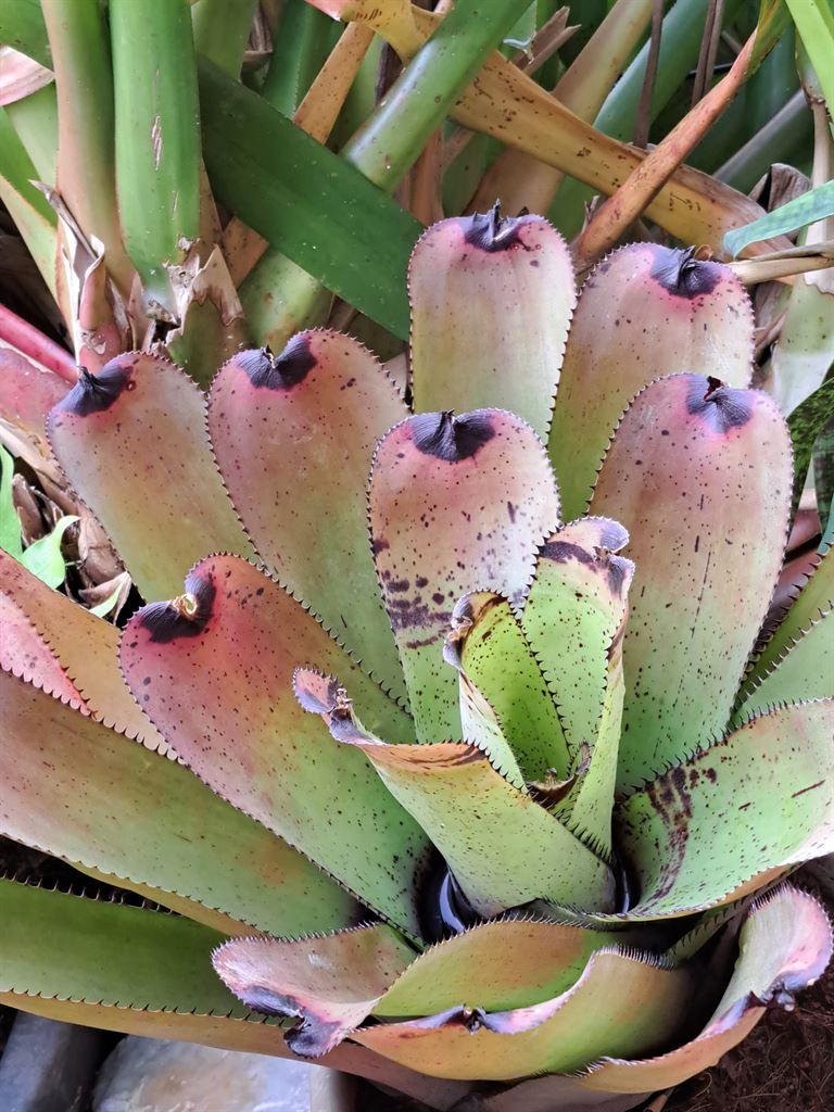 plants3