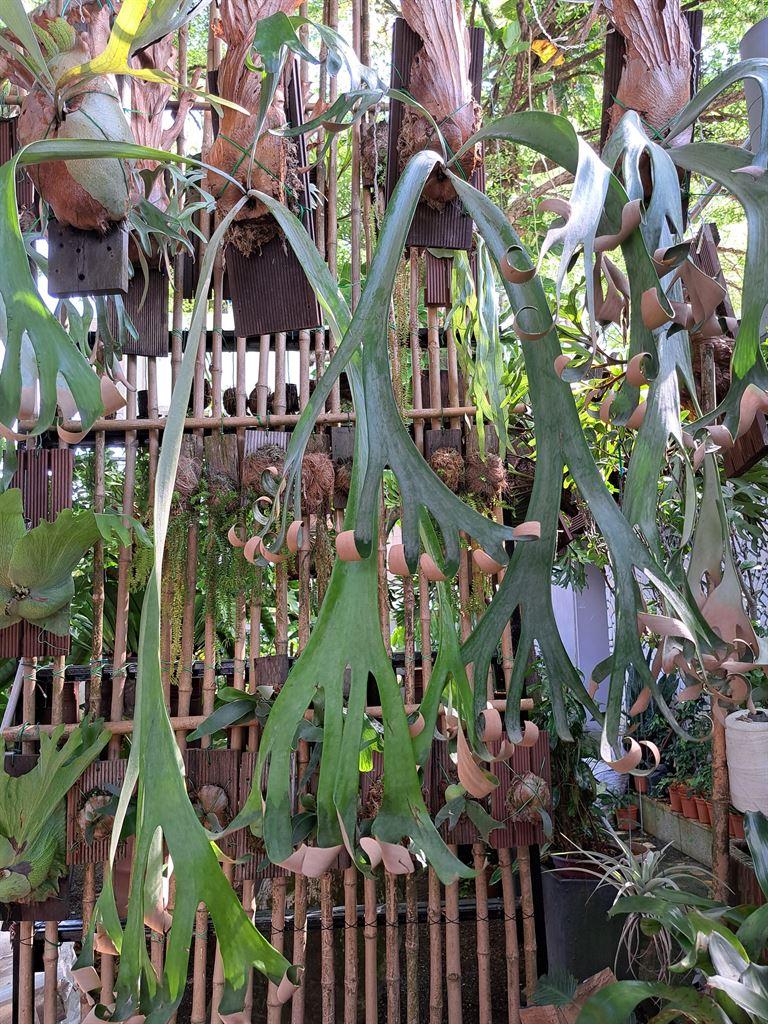 plants6