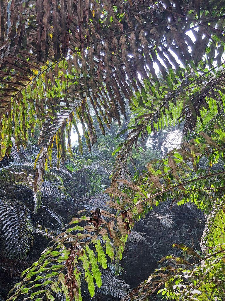 boughs