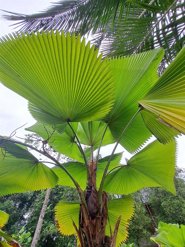 fanplant