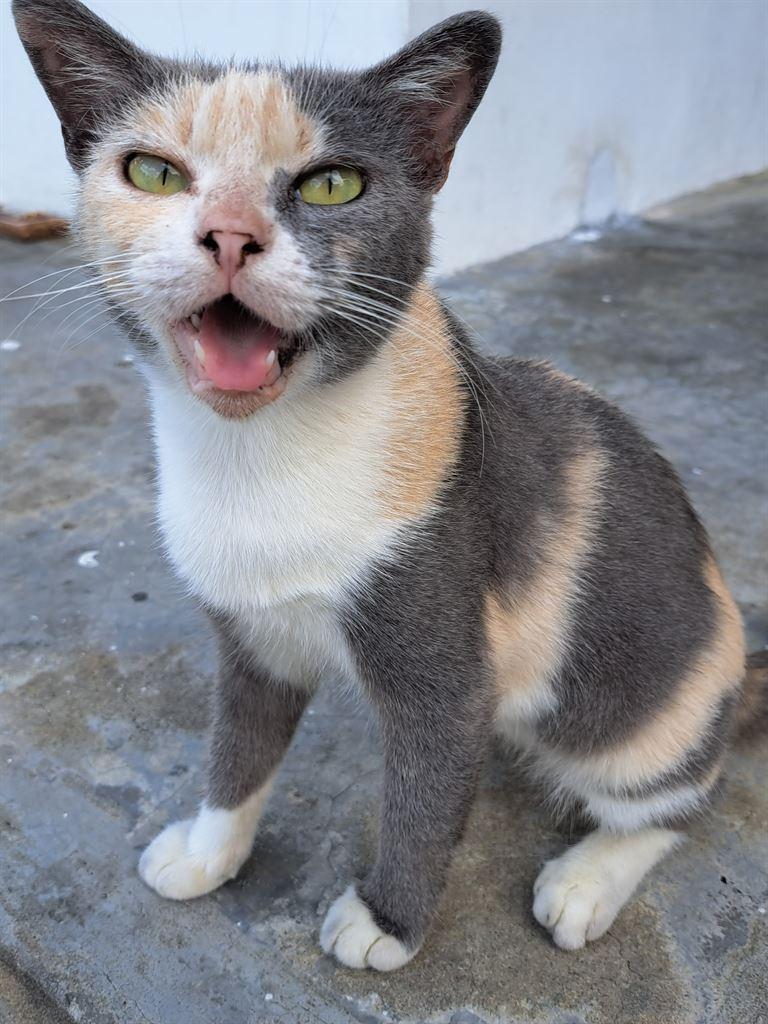 cat