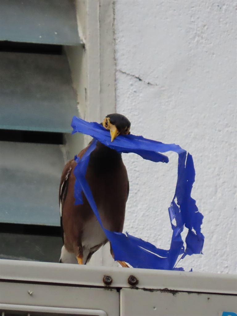 bird