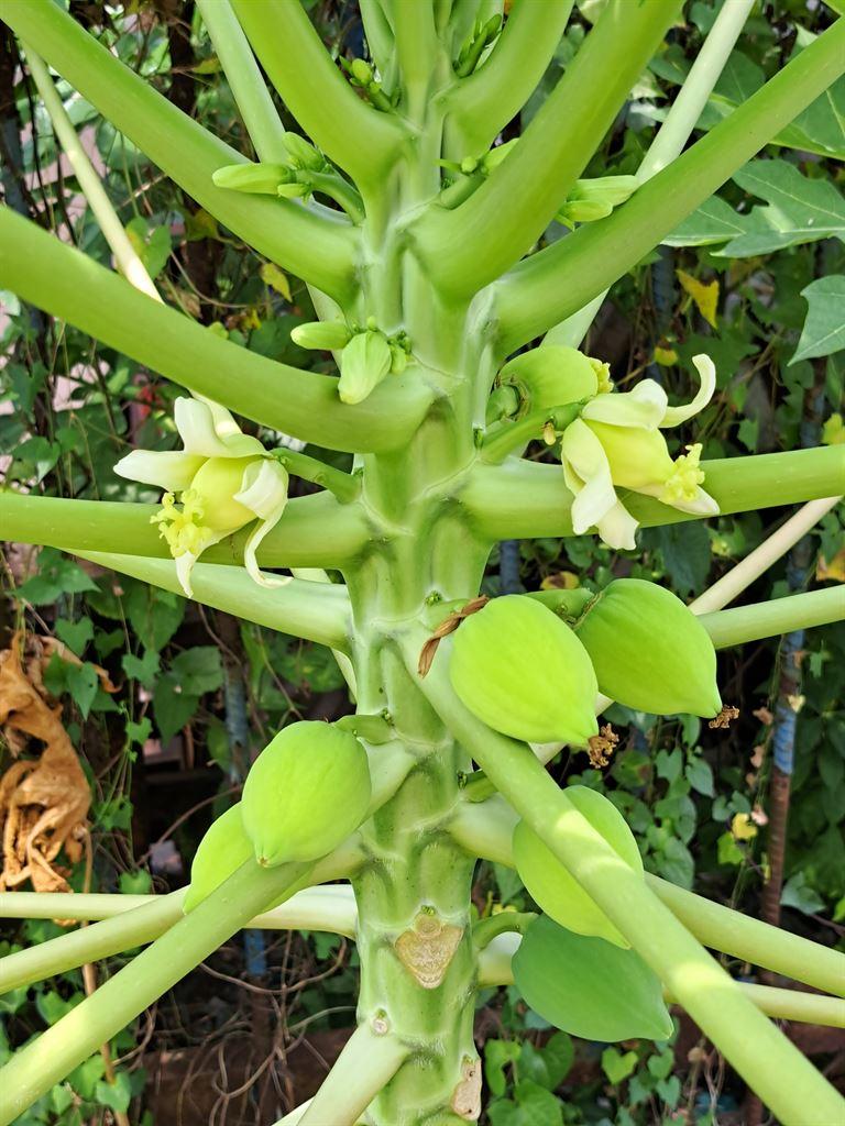plant