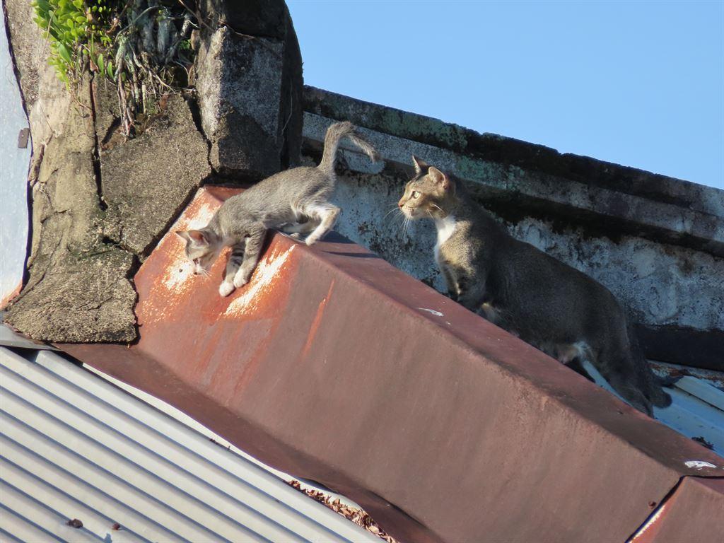 cats1