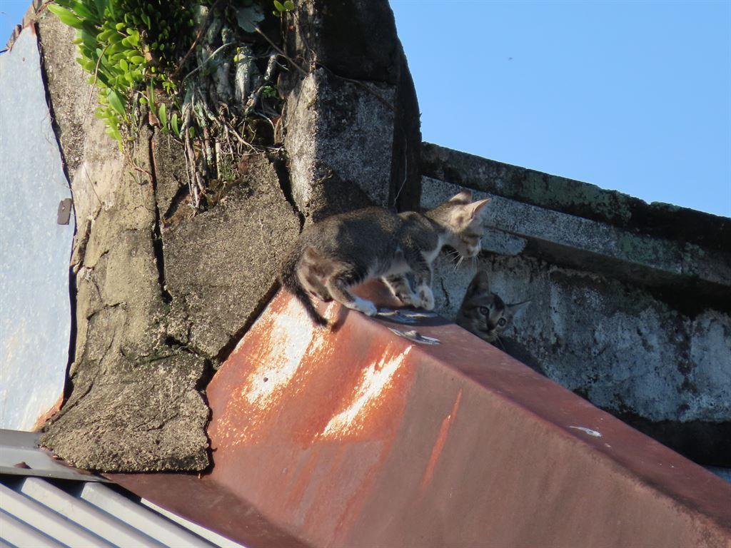 cats3