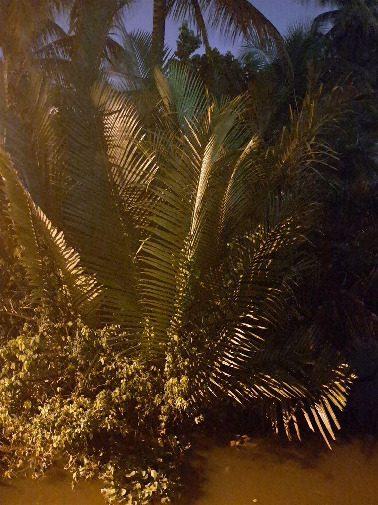 bush