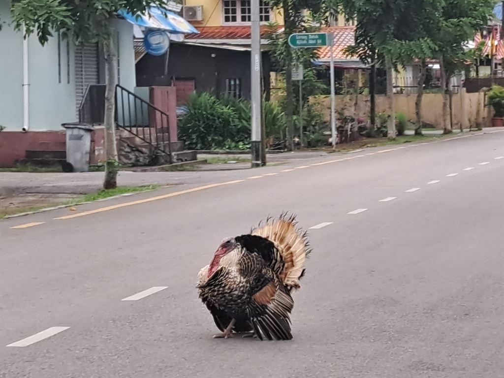 turkey1