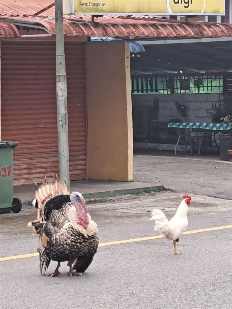 turkey2