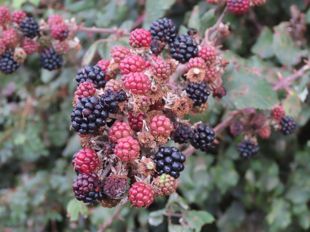 blackberries