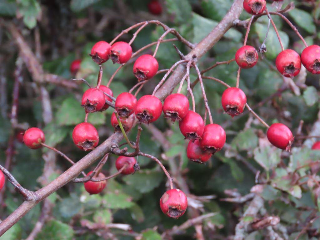 otherberries