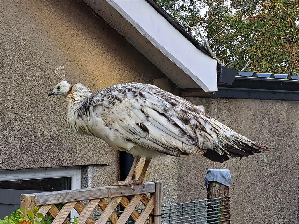 peacock