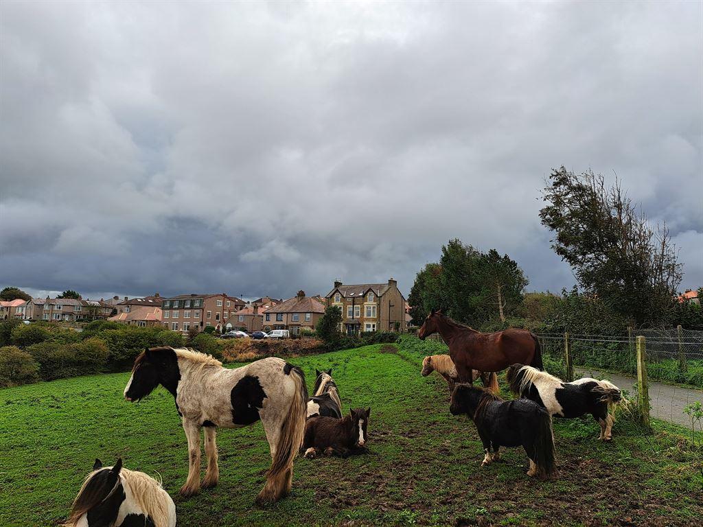 horses