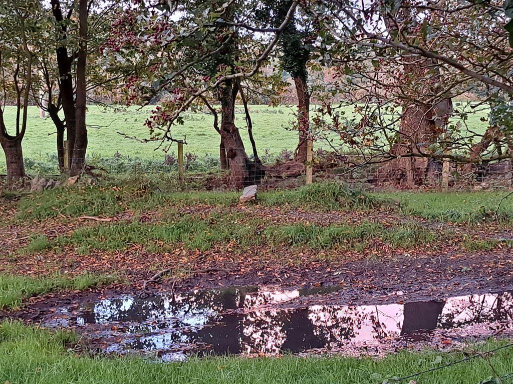 puddle