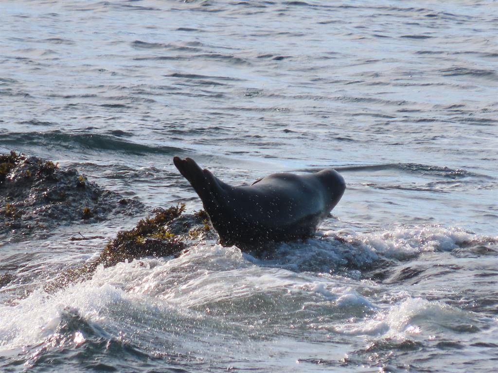 seal1