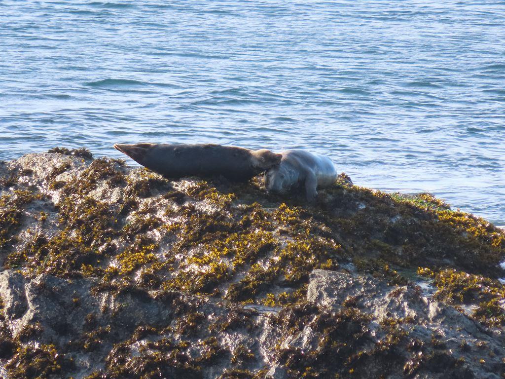 seal2