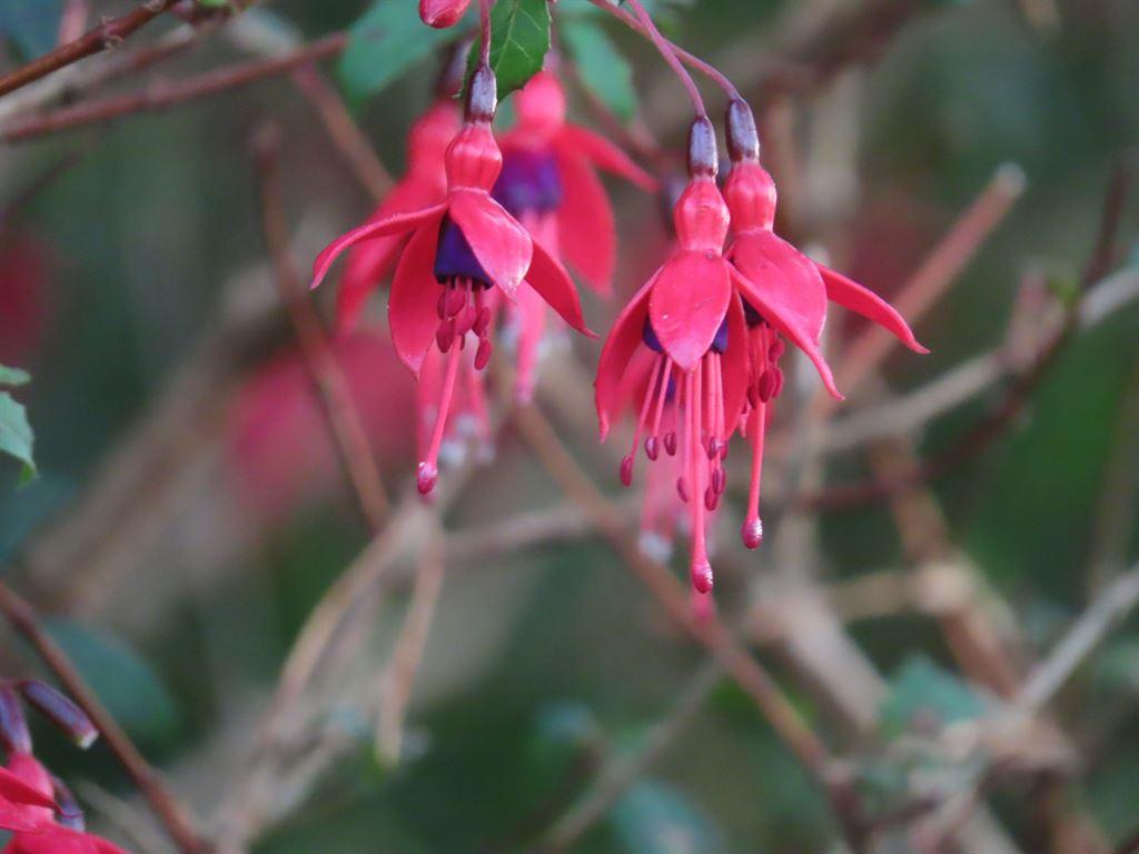 fuchsia