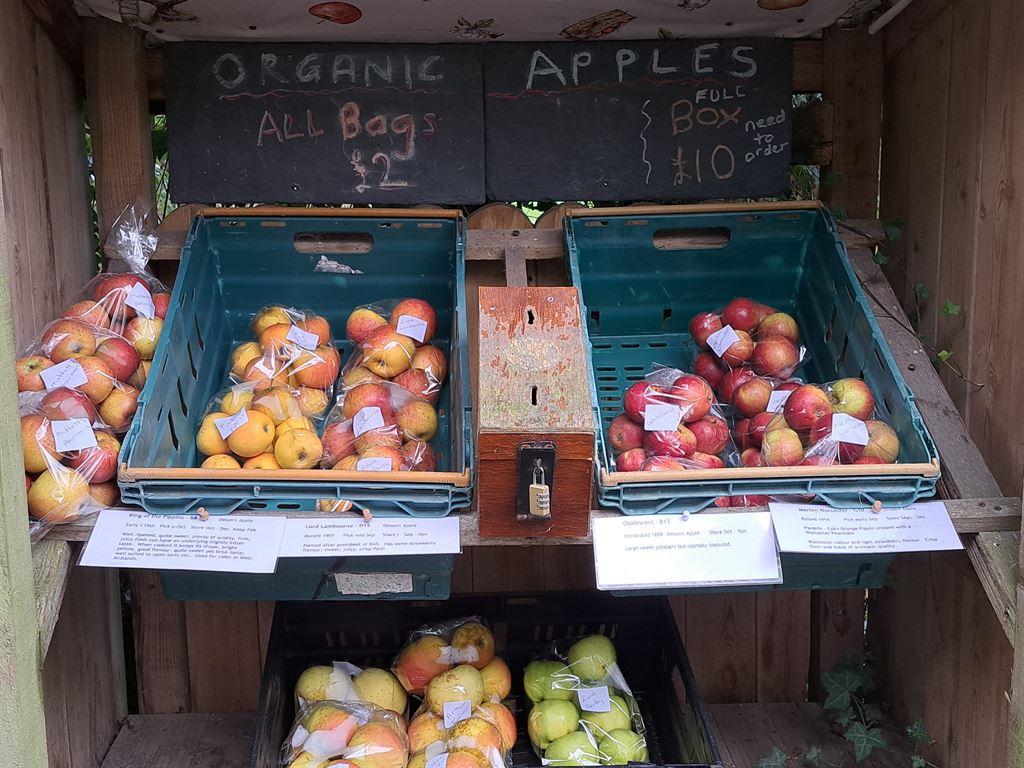 apples