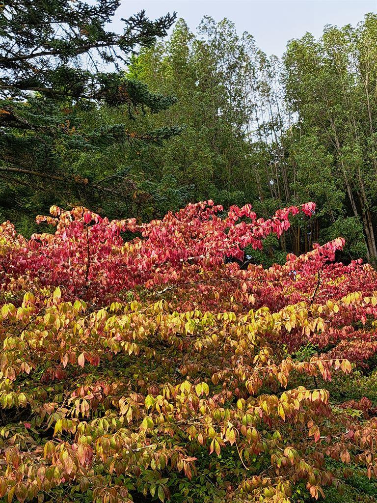 russet1