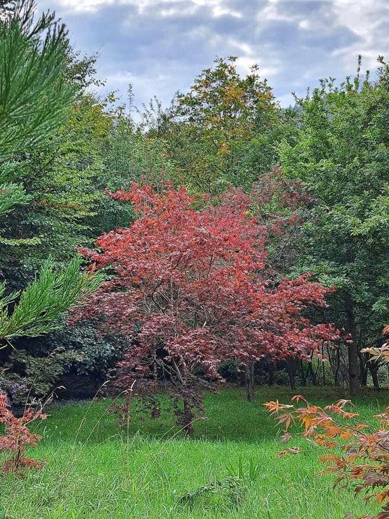 russet2