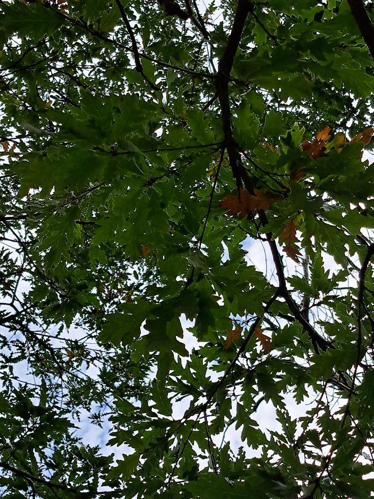 oak