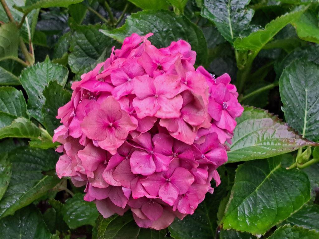 hydrangea