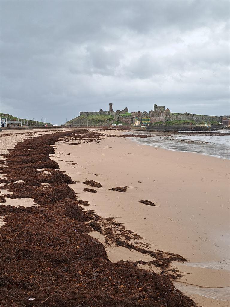 seaweed