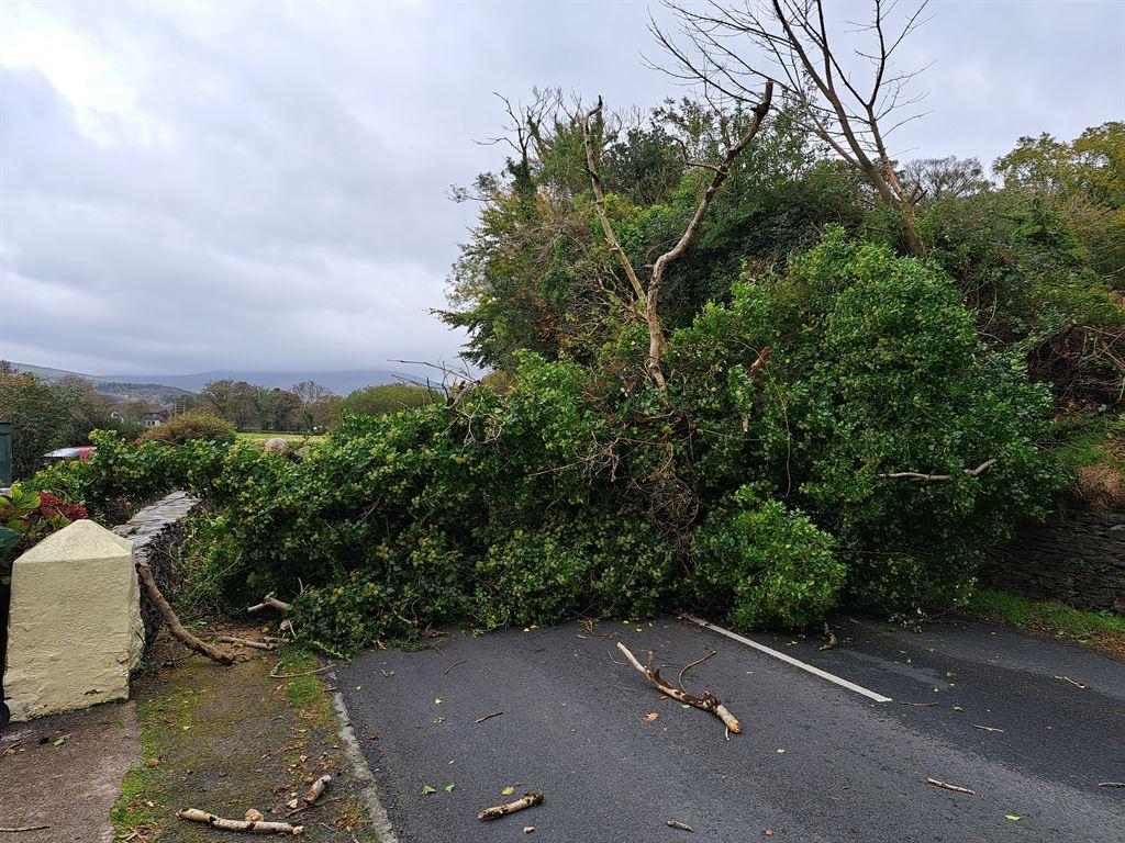 treedown