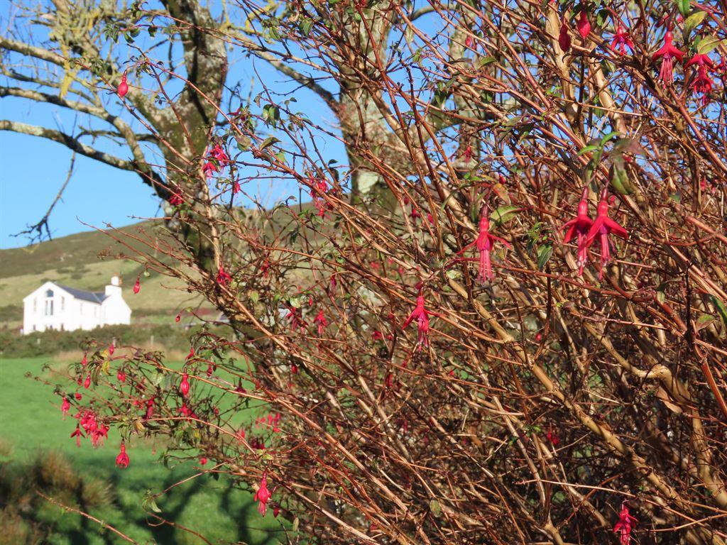 fuchsia