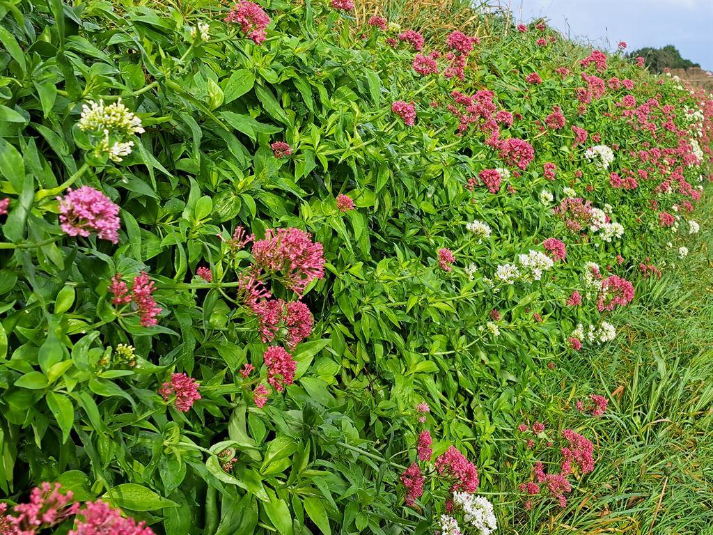 hedge