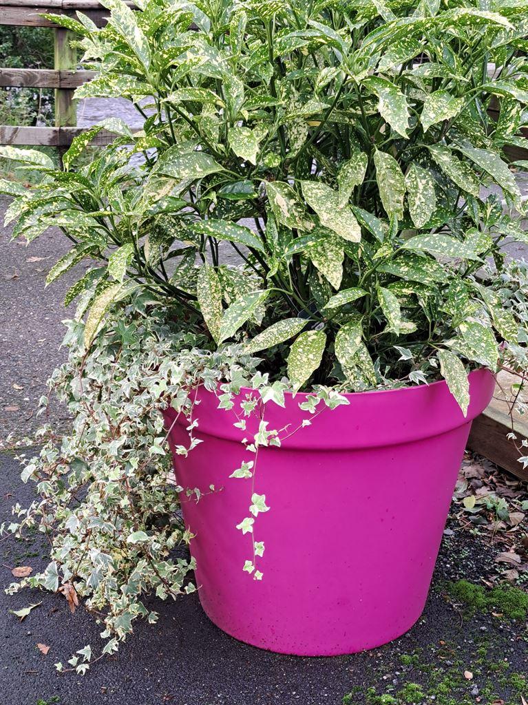 plantpot