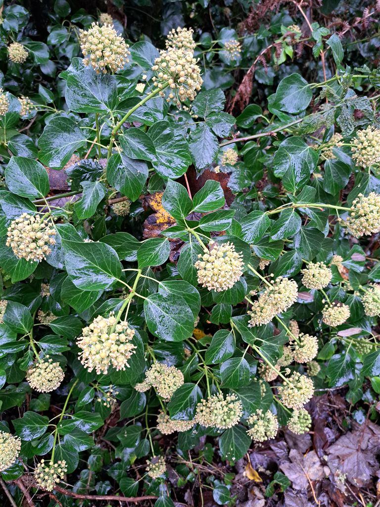 ivy