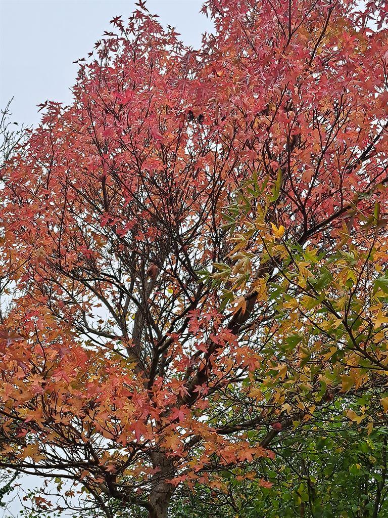 colour4
