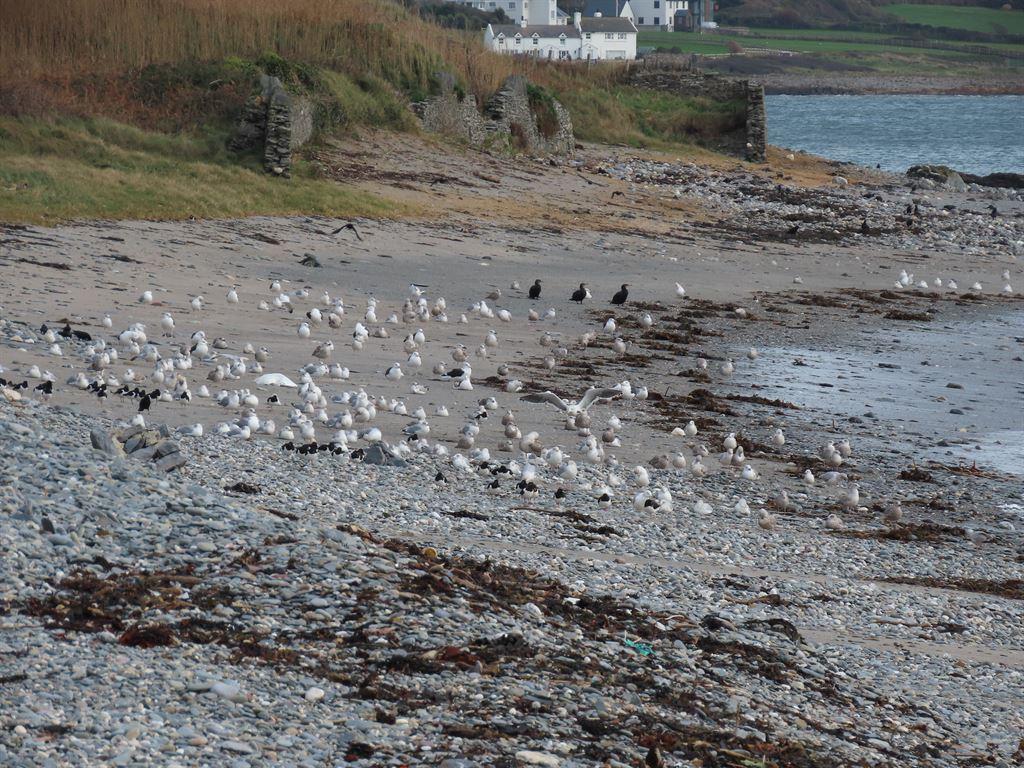 birds1