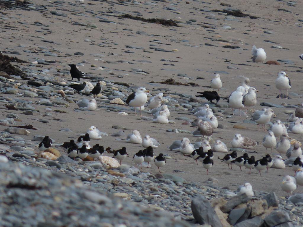 birds2