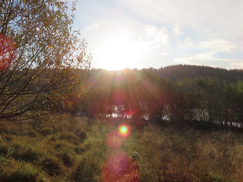 sunburst