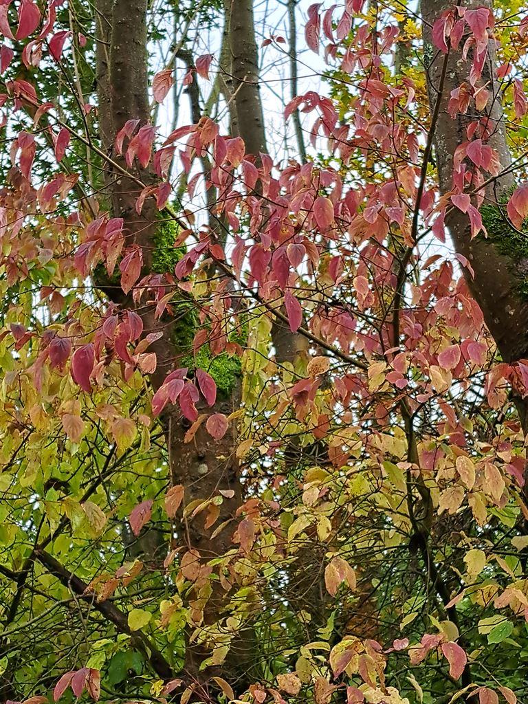 redleaves