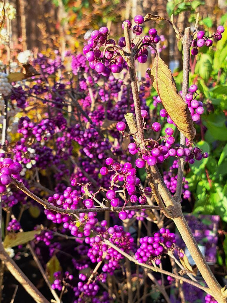 purpleberries