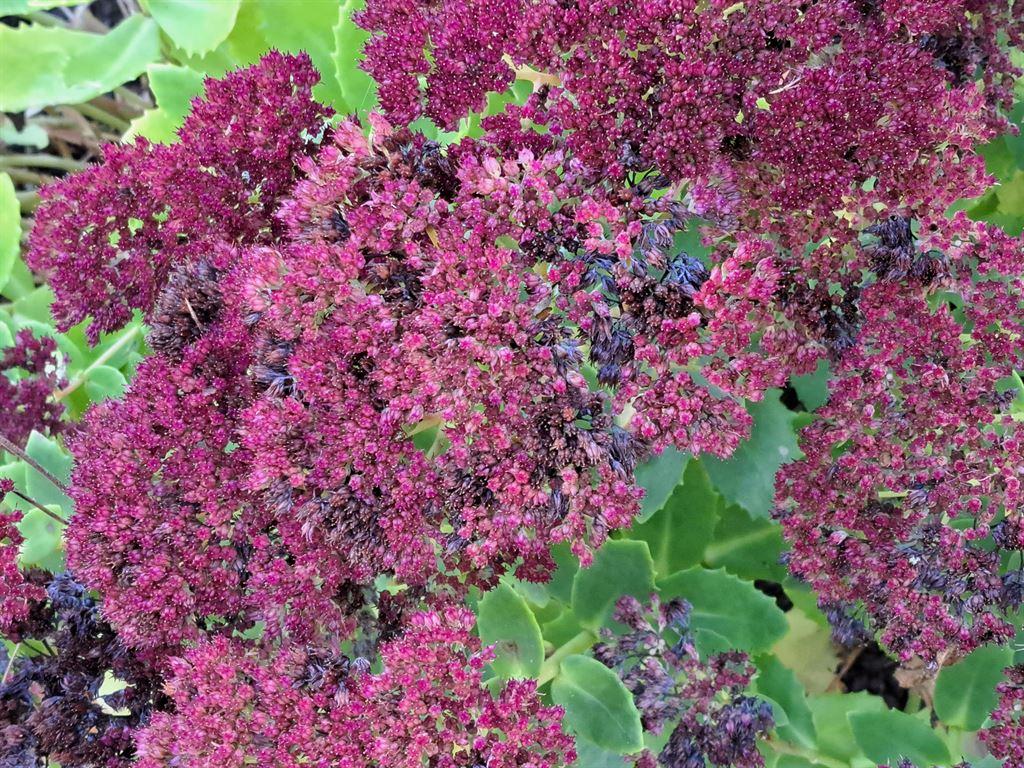 purpleflowers