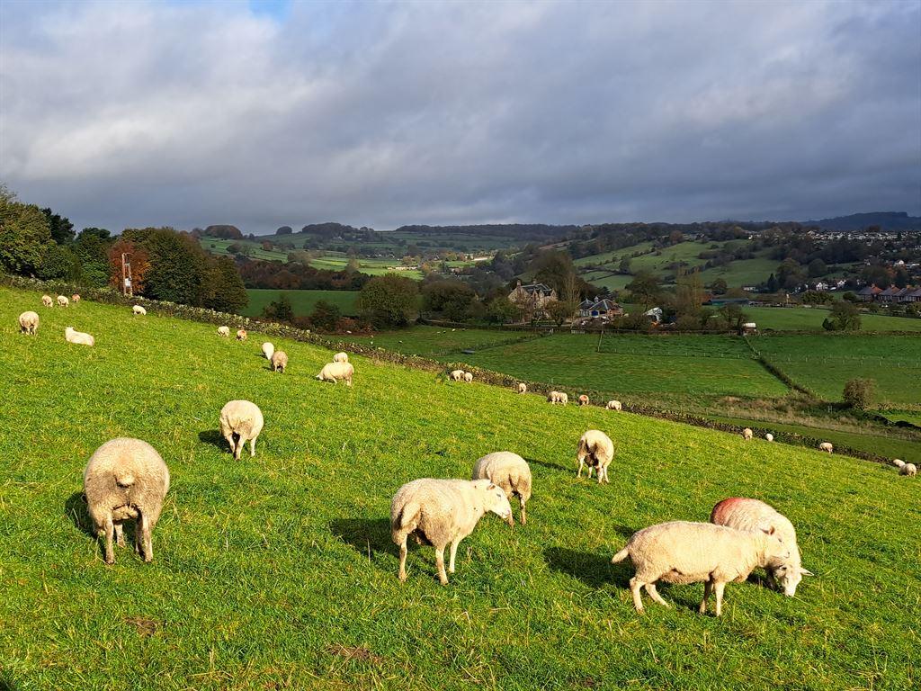 sheep
