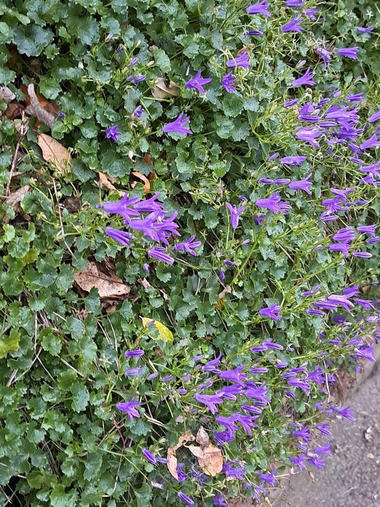 hedge