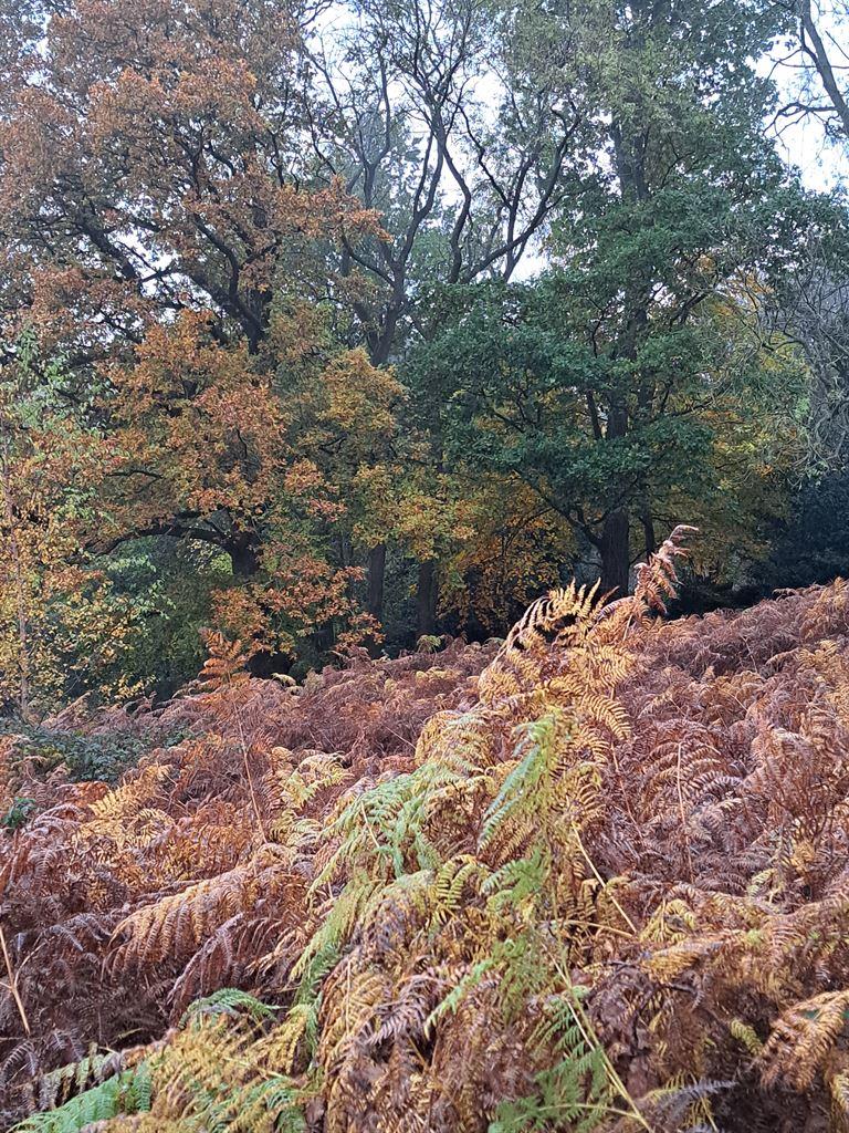 bracken