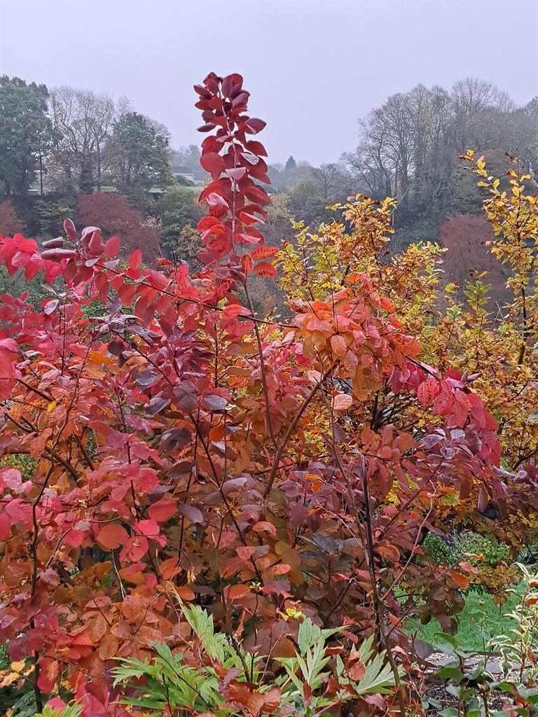 redbush