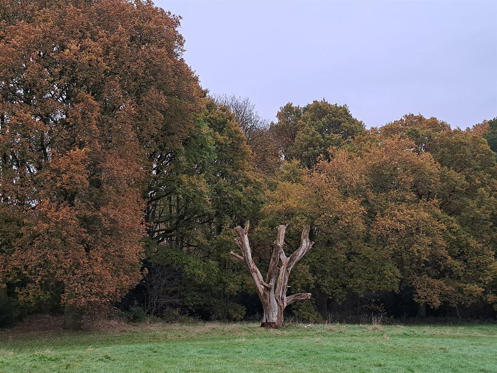 deadtree