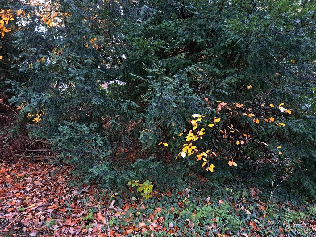 yellowhighlights